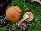 Fenyves sisakgomba (Galerina marginata), Naszály-hegy